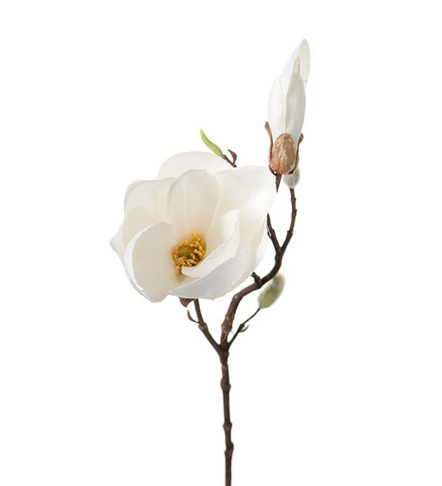 Magnolia white 40 cm Mr Plant
