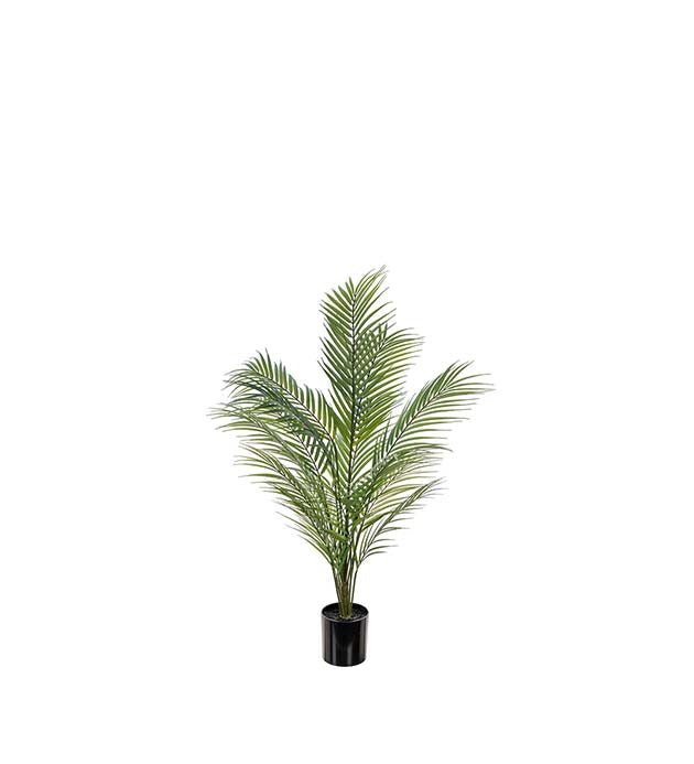 Graceful mountain palm 90 cm Mr Plant
