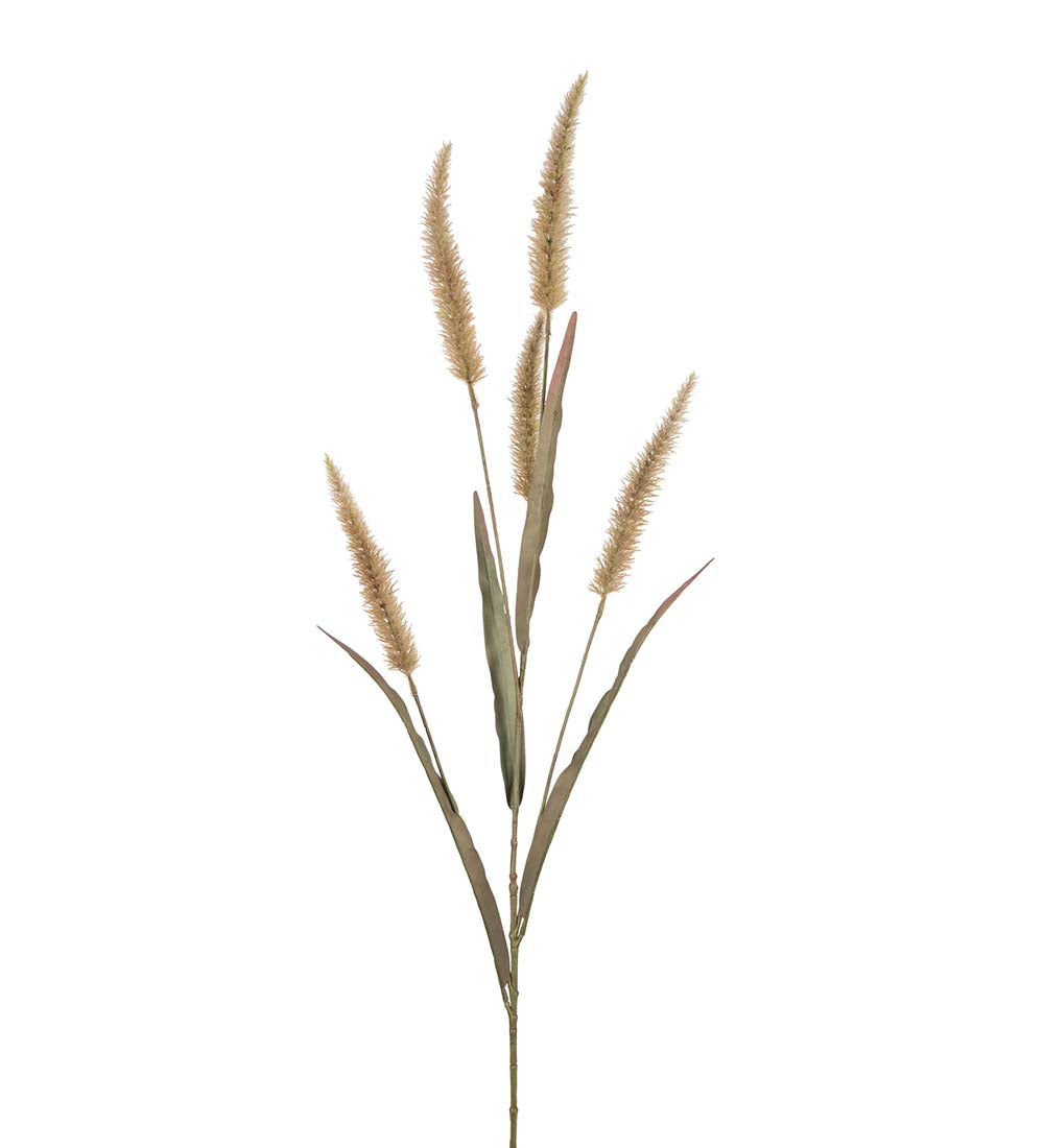 Arabian feather millet 130 cm Mr Plant
