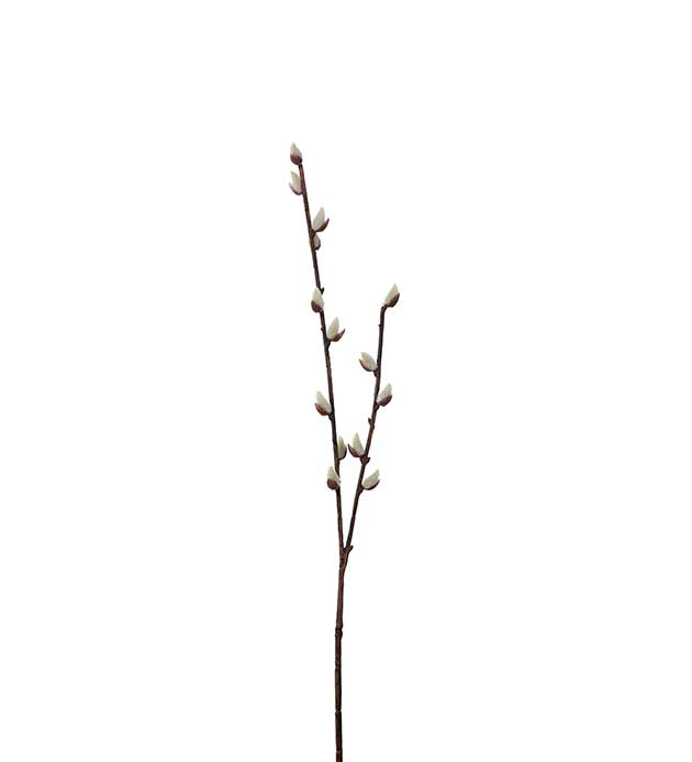 Willow cat36cm Mr Plant