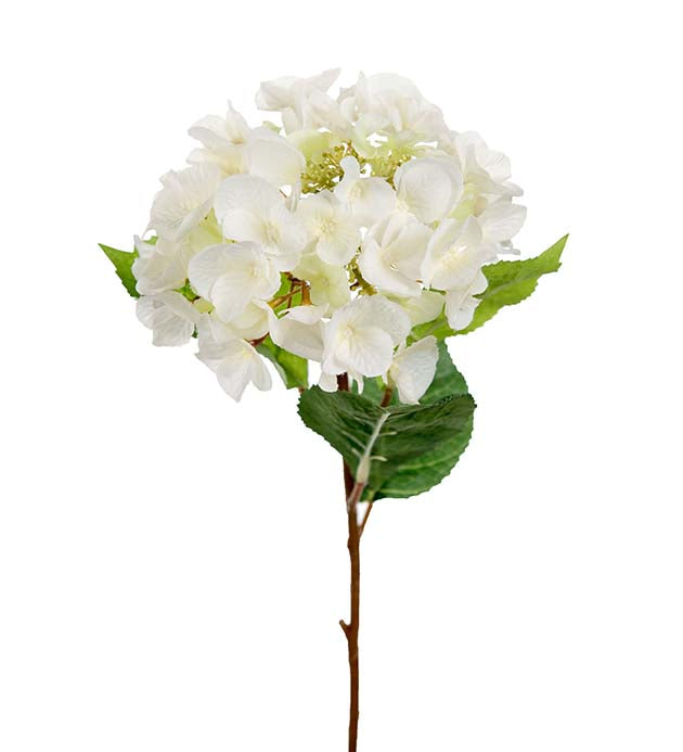 Hydrangea white Mr Plant