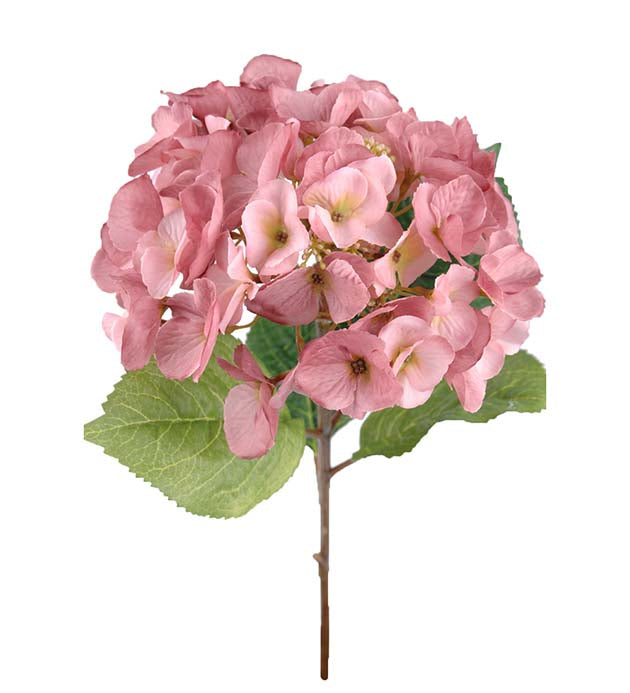 Hydrangea pink Mr Plant