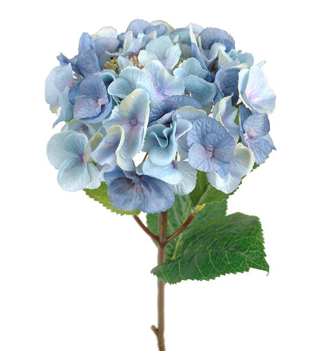 Hydrangea light blue Mr Plant