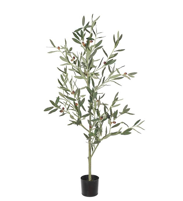 Olive tree 120 cm Mr Plant