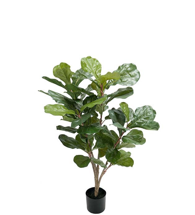 Prickly pear 90 cm Mr Plant