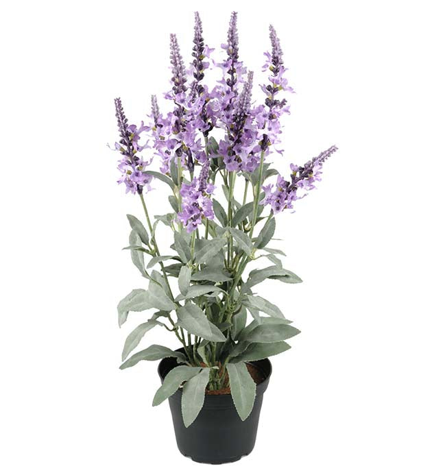 Veronica in a pot 46cm Mr Plant