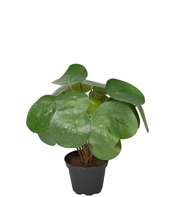 Shield lily 25 cm Mr Plant