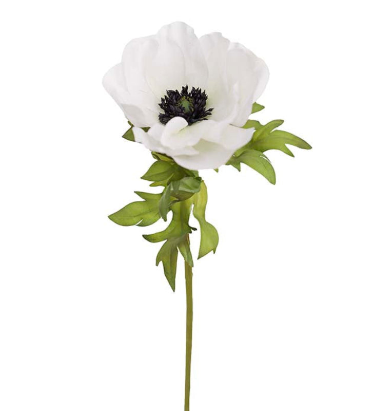 Anemone white Mr Plant