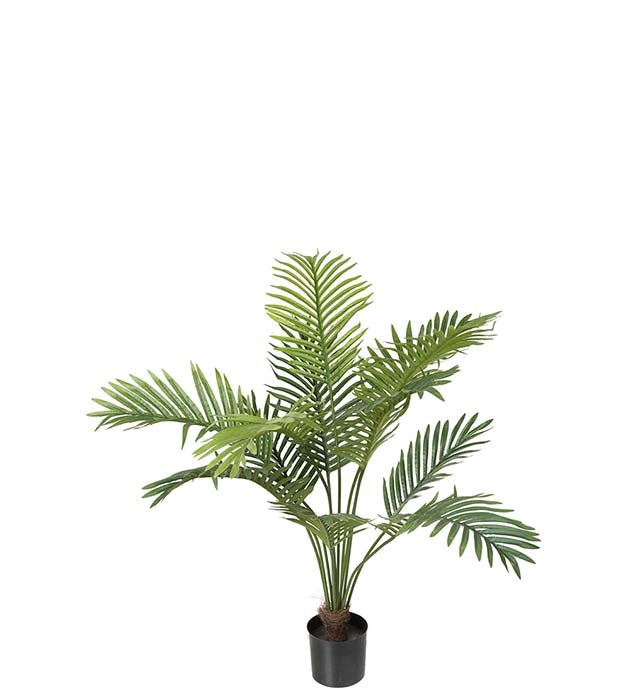 Palm tree 90 cm Mr Plant