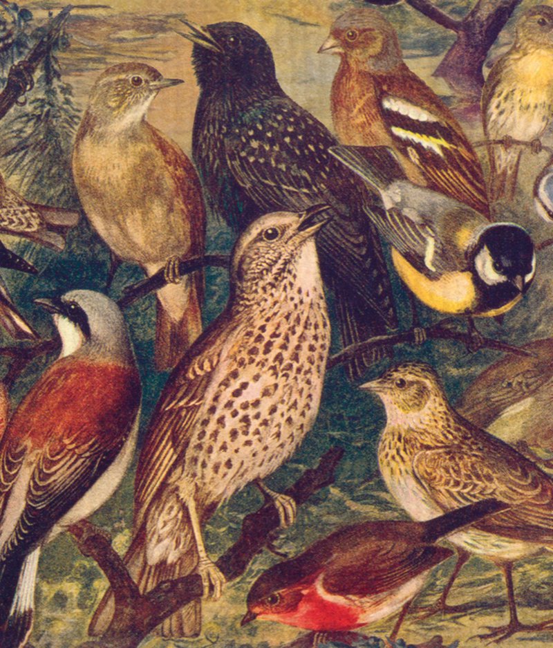 Tiskirätti - Linnut Sköna Ting