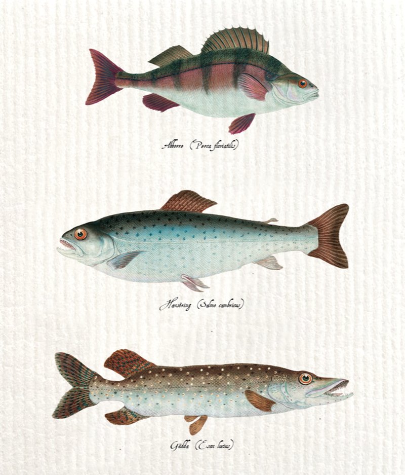 Tiskirätti - Kalat Sköna ting