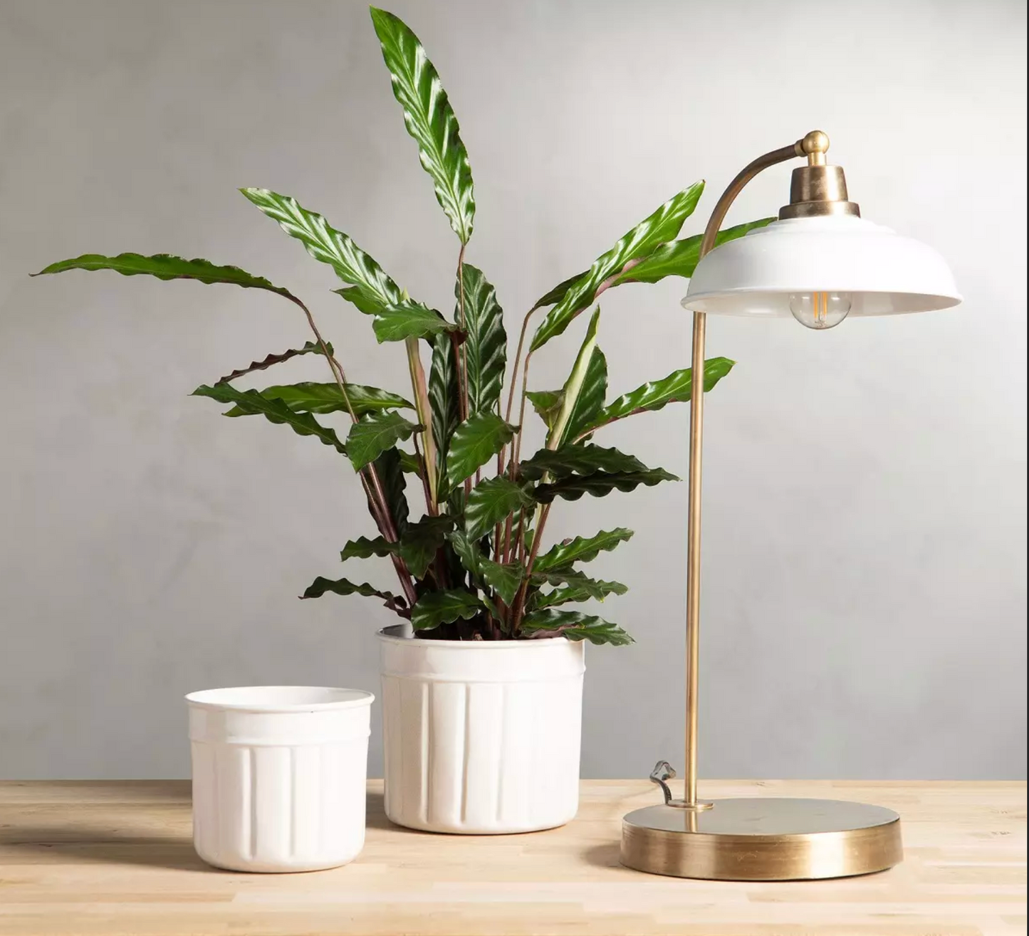 Table lamp Noa Shell