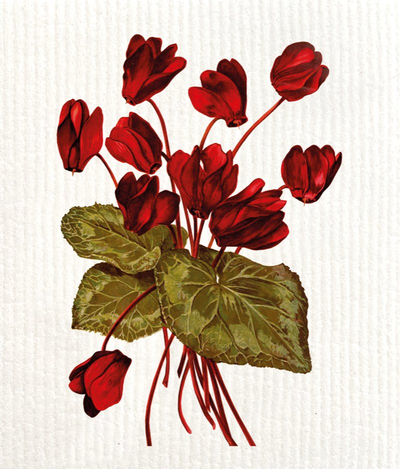 Tiskirätti - Syklaami