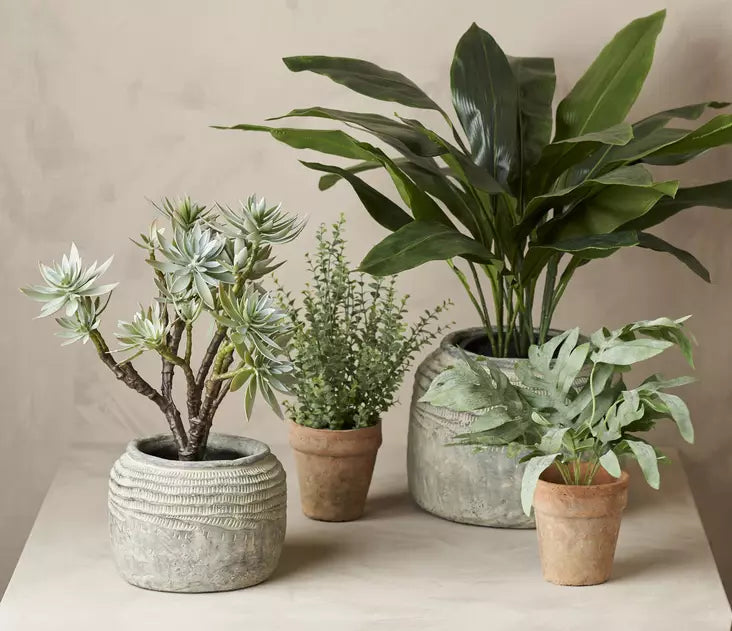 Mr. Plant