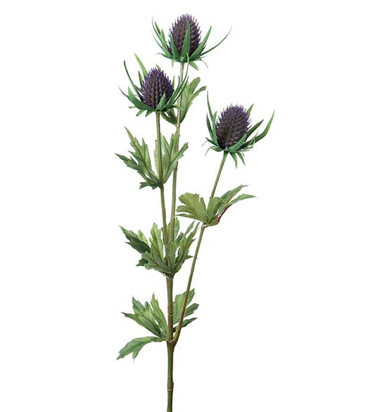 Thistle lilac 60cm Mr Plant