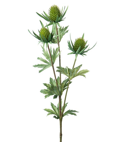 Thistle green 60cm Mr Plant