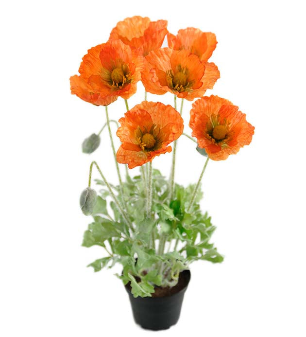 Poppy orange in pot 40cm Mr Plant
