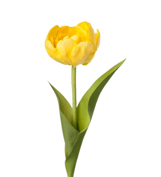 Tulip yellow Mr Plant