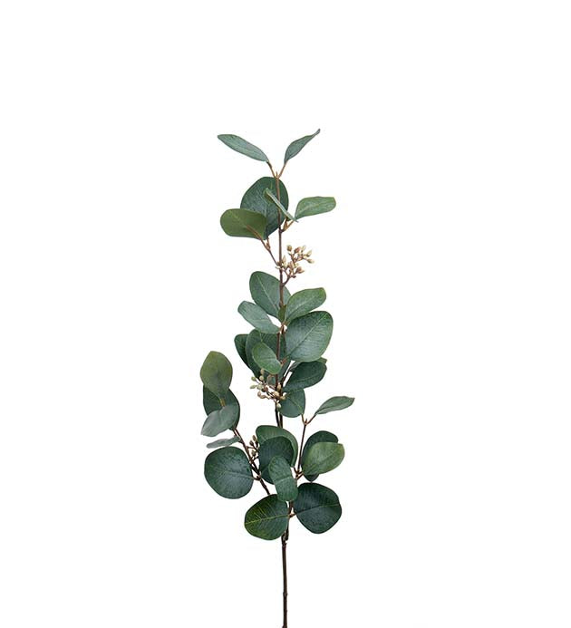 Eucalyptus oksa marjoilla 70 cm Mr Plant