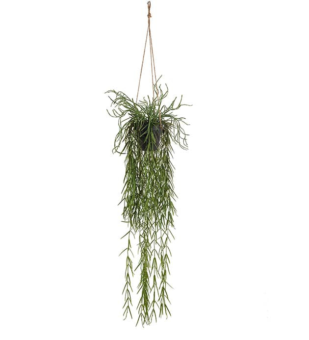 Korallikaktus amppelissa 95 cm Mr Plant