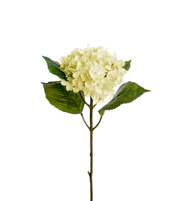 Hydrangea white 40cm Mr Plant
