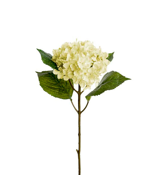 Hydrangea white 40cm Mr Plant
