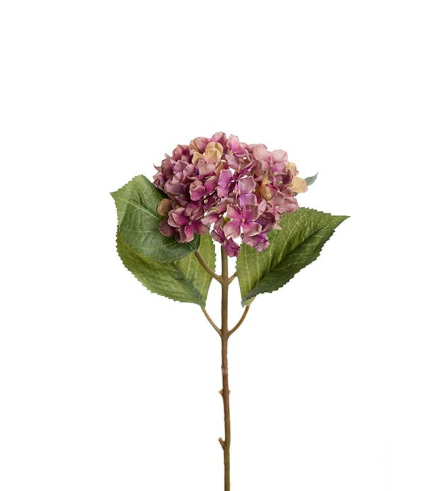 Hydrangea Lilac 40cm Mr Plant