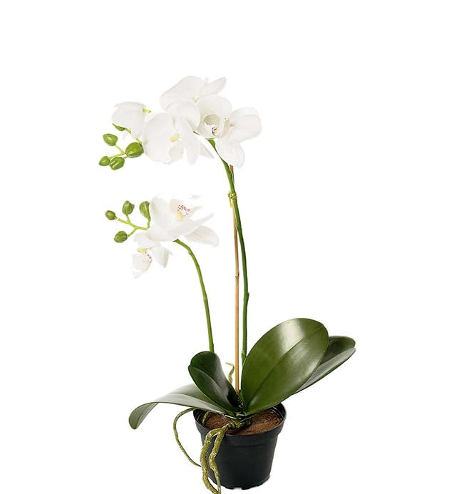 Orkidea valkoinen 45 cm Mr Plant