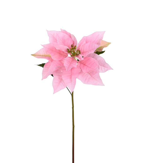 Joulutähti vaaleanpunainen Mr Plant