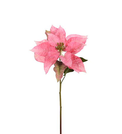 Joulutähti pinkki Mr Plant