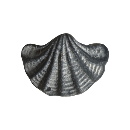 Vedin simpukka antiikinharmaa Chic Antique