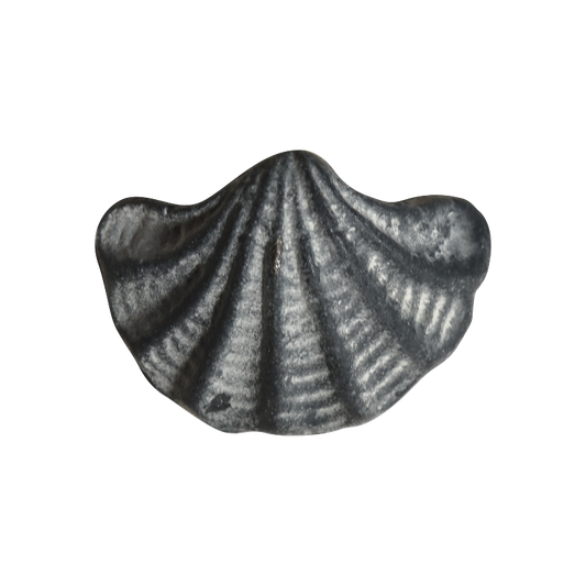 Vedin simpukka antiikinharmaa Chic Antique