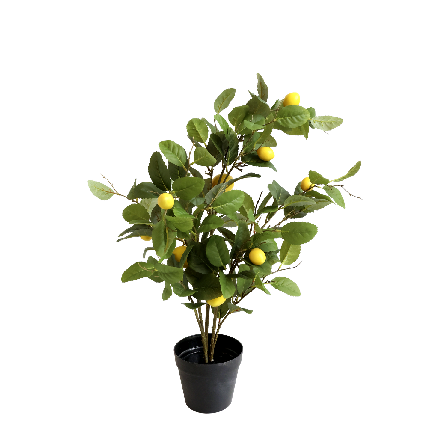 Sitruunapuu 80 cm Chic Antique
