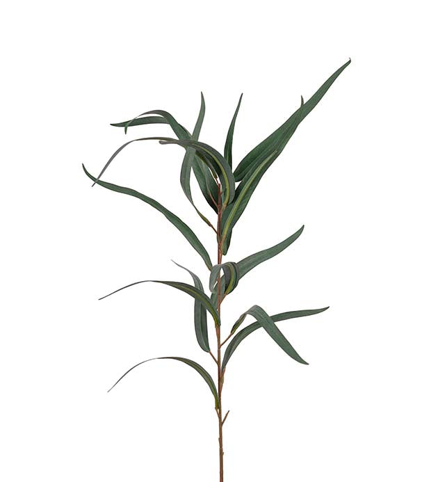Eucalyptus oksa 70 cm Mr Plant