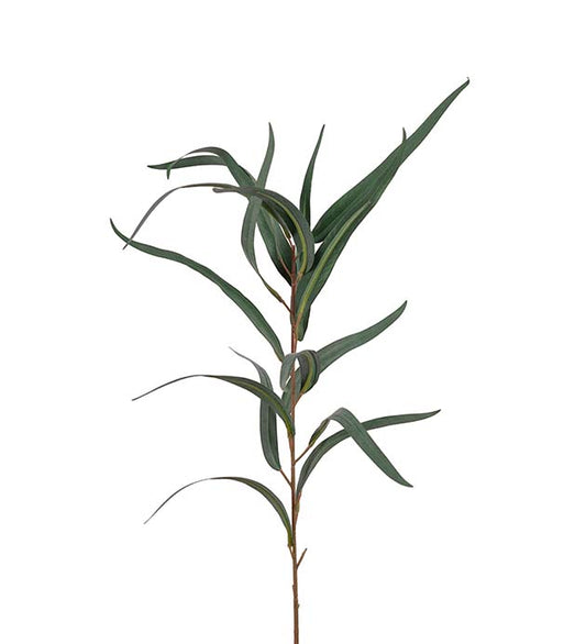 Eucalyptus oksa 70 cm Mr Plant