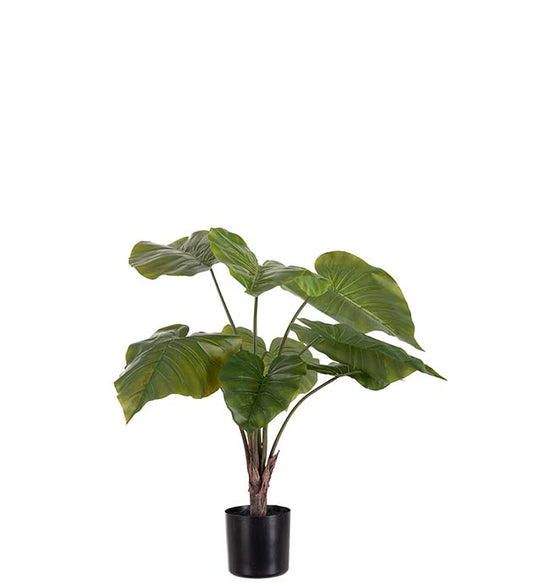 Rhizome wheat in pot 60 cm Mr Plant
