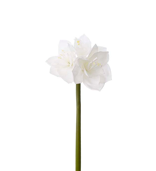 Amaryllis valkoinen 60cm Mr Plan