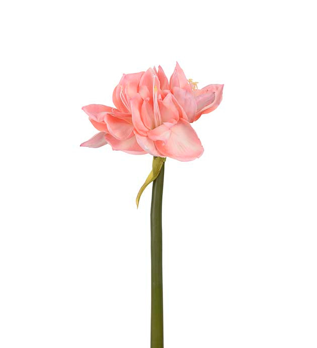 Amaryllis vaaleanpunainen 60cm Mr Plant