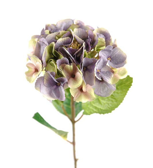 Hydrangea lilac Mr Plant
