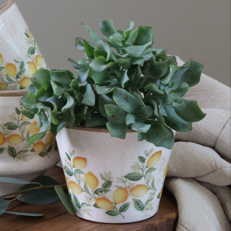 Kukkaruukku Sitruuna 10,5x13,5cm