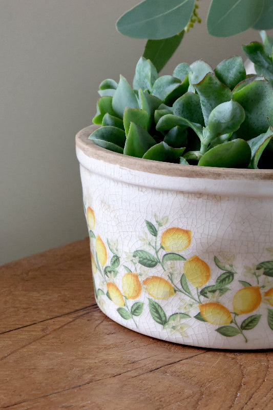 Kukkaruukku Sitruuna 9,5x16,5 cm