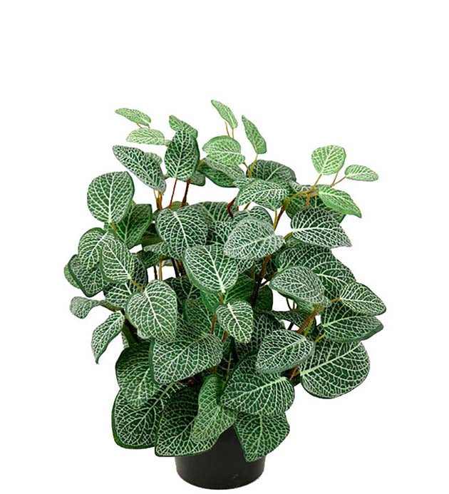 Lace leaf 30 cm Mr Plant