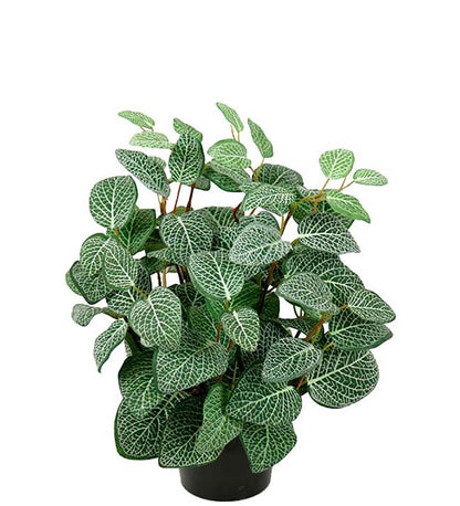 Lace leaf 30 cm Mr Plant