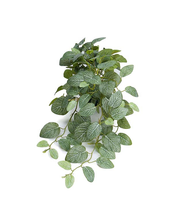 Lace leaf 50 cm Mr Plant