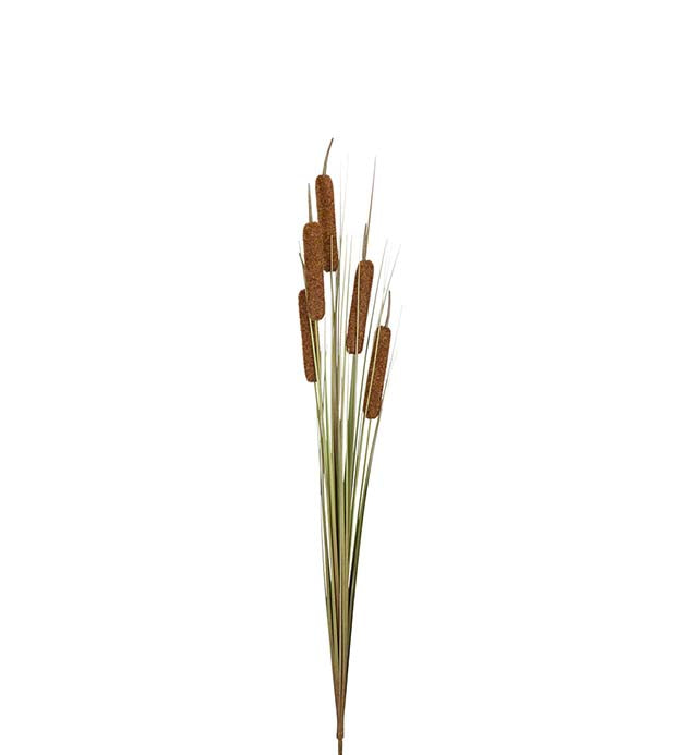 Osmankäämi 110 cm Mr Plant