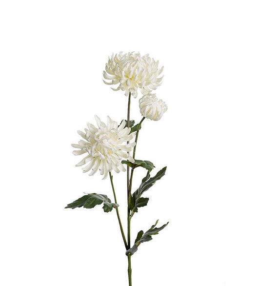 Chrysanthemum white 65cm Mr Plant