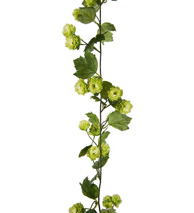 Hop vine 150 cm Mr Plant