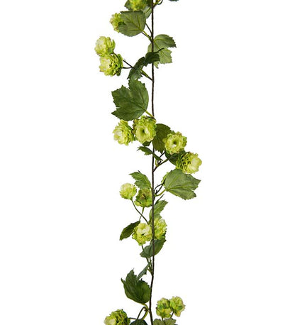 Hop vine 150 cm Mr Plant