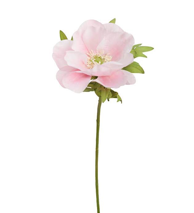 Anemone vaaleanpunainen Mr Plant