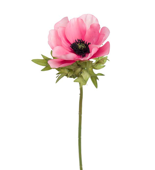 Anemone pinkki Mr Plant